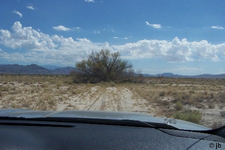 Tree in the Road